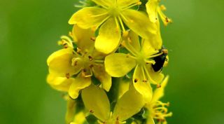 Agrimonia