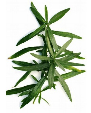 Imagen de la planta