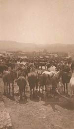 Imagen de la feria de ganado en Ronda. Año 1926