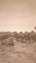 Año 1926, Real feria de ganado en Ronda